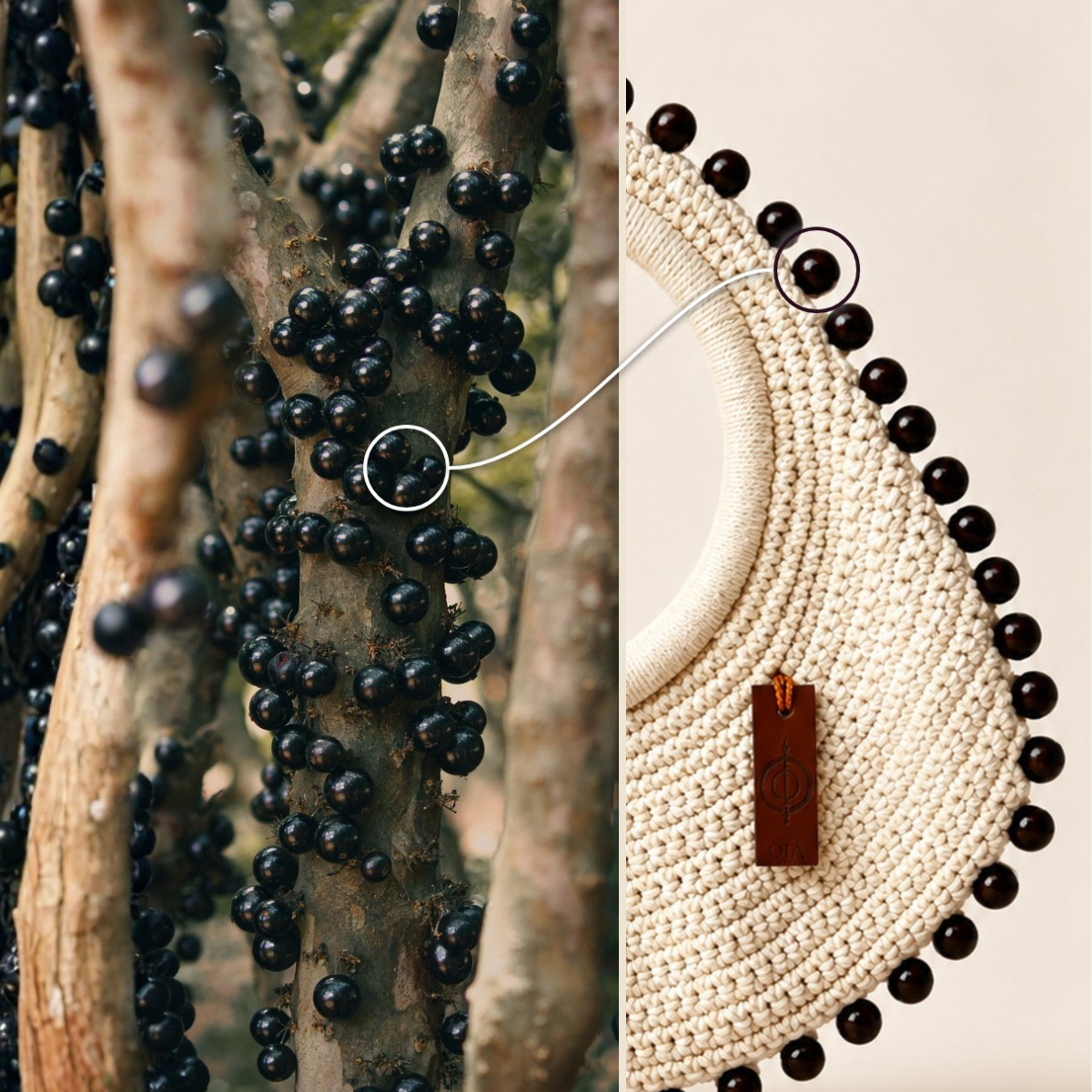 Jabuticaba